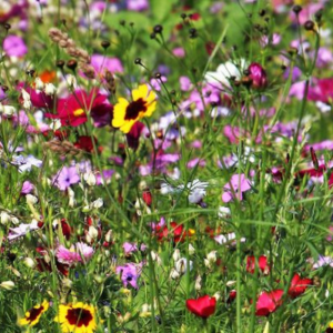 View Home Garden Seed
